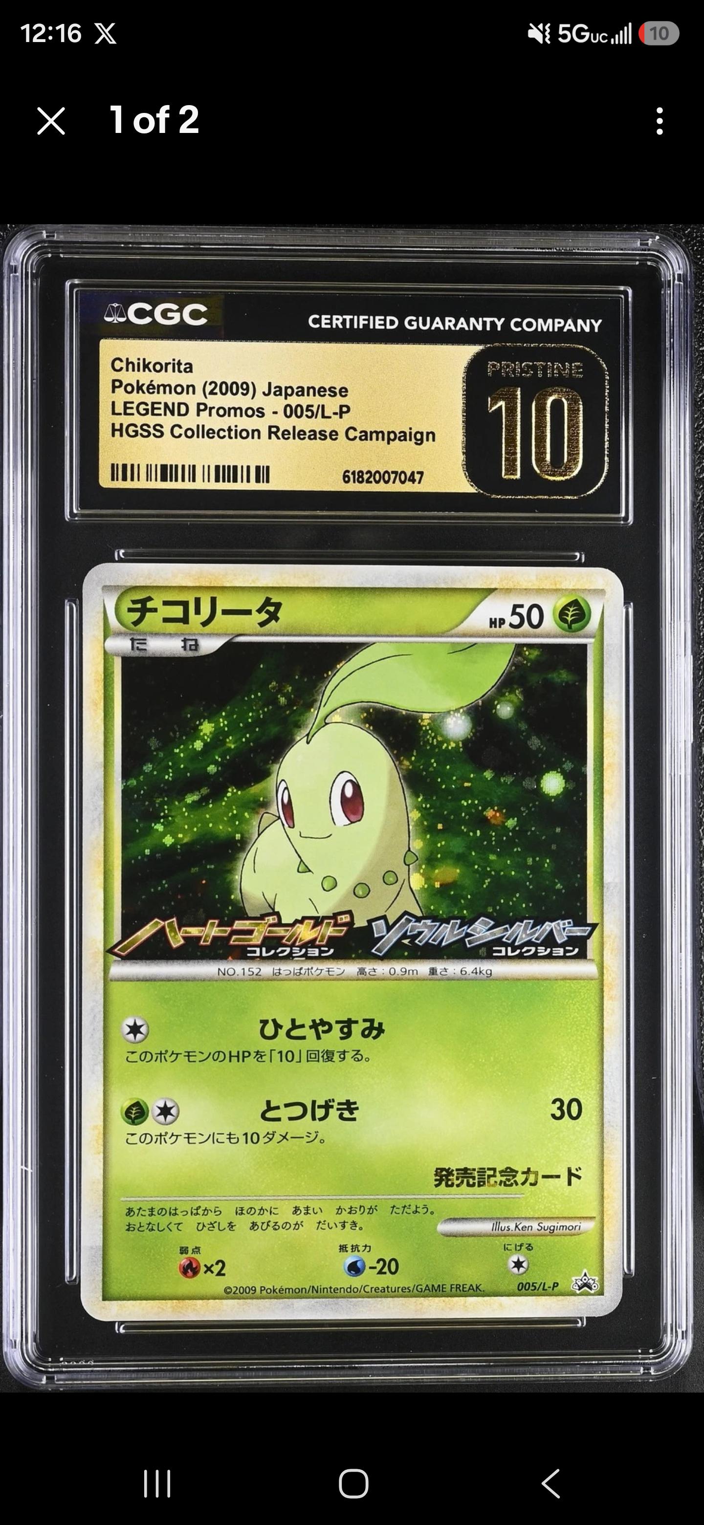 Chikorita 005/L-P